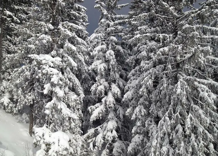 Glueckliche Elfen Nyaraló *